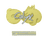 Sticker | Calyx | Copenhagen 2024